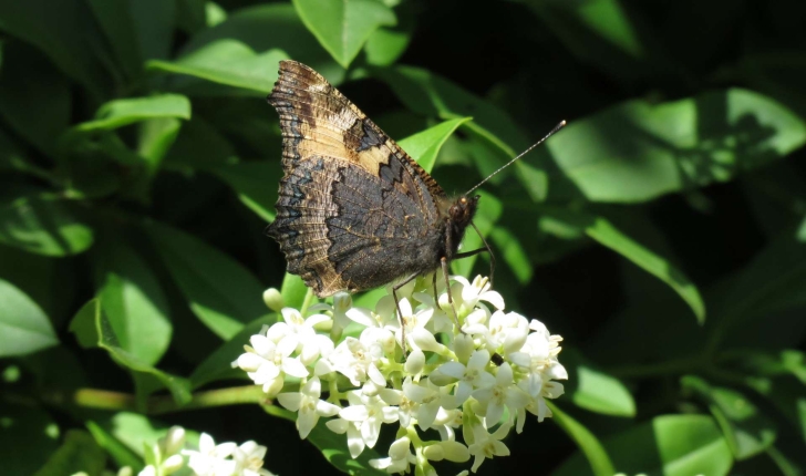 Aglais urticae (Linnaeus, 1758)