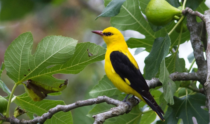 Oriolus oriolus (Linnaeus, 1758)