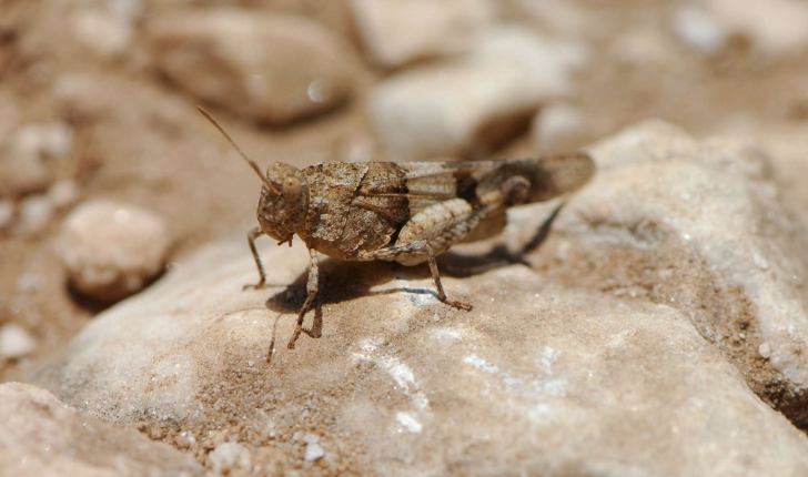 Oedipoda sp.