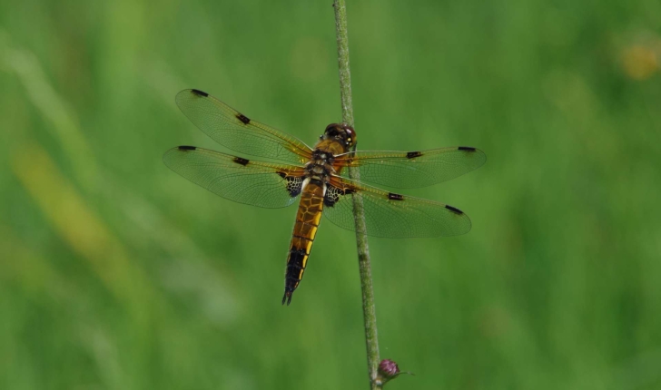 Libellula quadrimaculata Linnaeus, 1758