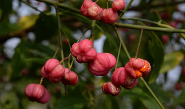 Euonymus europaeus L., 1753