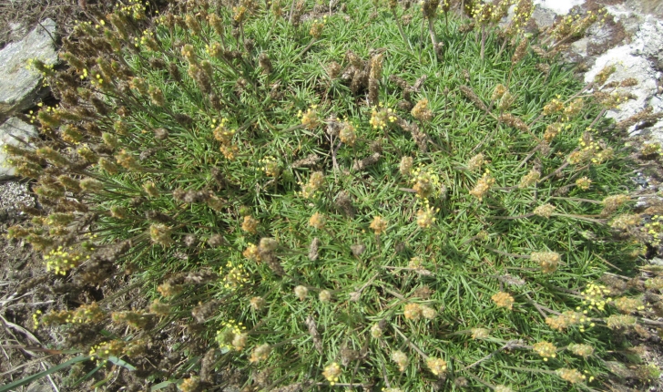 Plantago capitellata Ramond