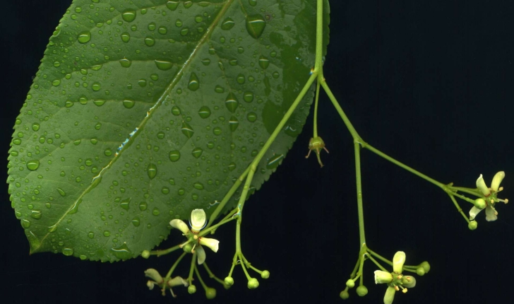 Euonymus europaeus L., 1753