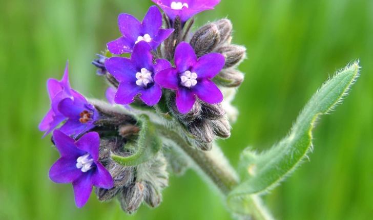 Anchusa officinalis (L., 1753)