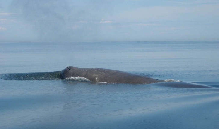 Physeter macrocephalus (Linnaeus, 1758)