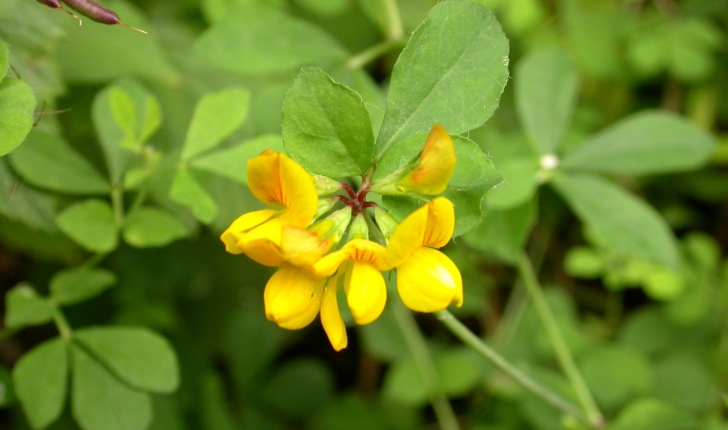 Lotus pedunculatus