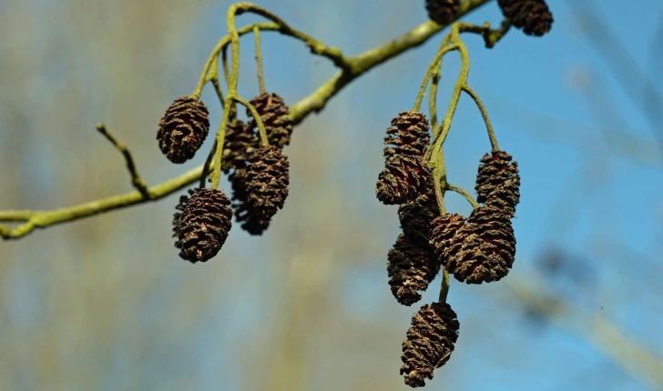 Alnus glutinosa (L.) Gaertn., 1790