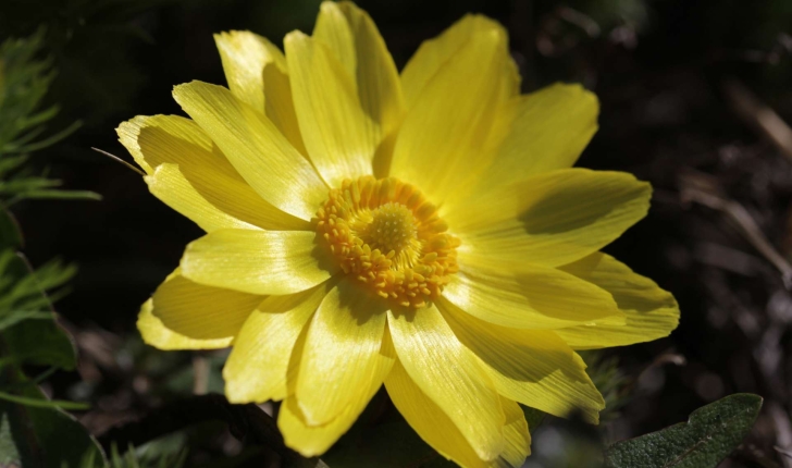 Adonis vernalis L., 1753