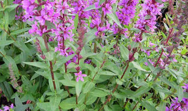 Lythrum salicaria (L., 1753)