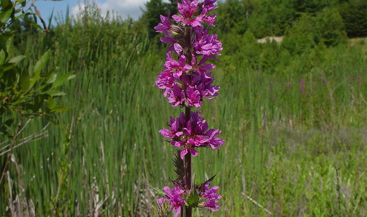 Lythrum salicaria (L., 1753)