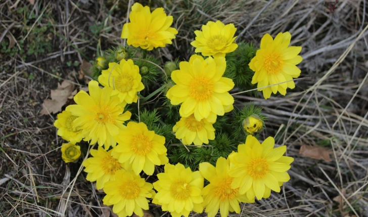 Adonis vernalis L., 1753