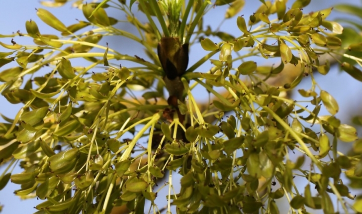 Fraxinus excelsior
