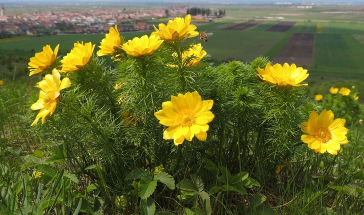 Adonis vernalis L., 1753