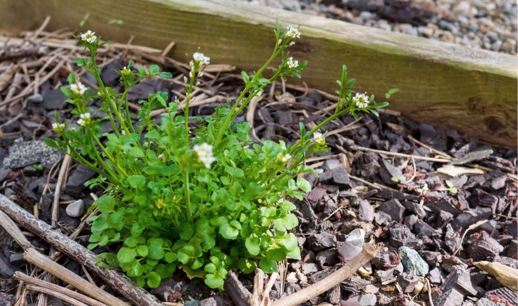 Cardamine hirsuta (L., 1753)