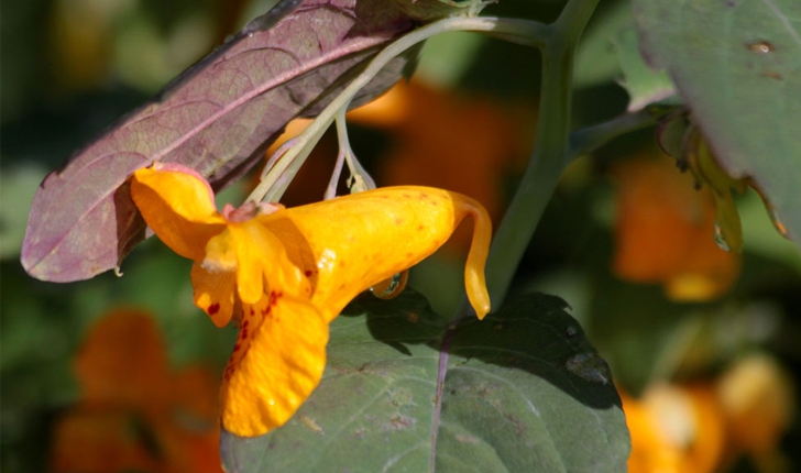 Impatiens capensis (Meerb., 1775)
