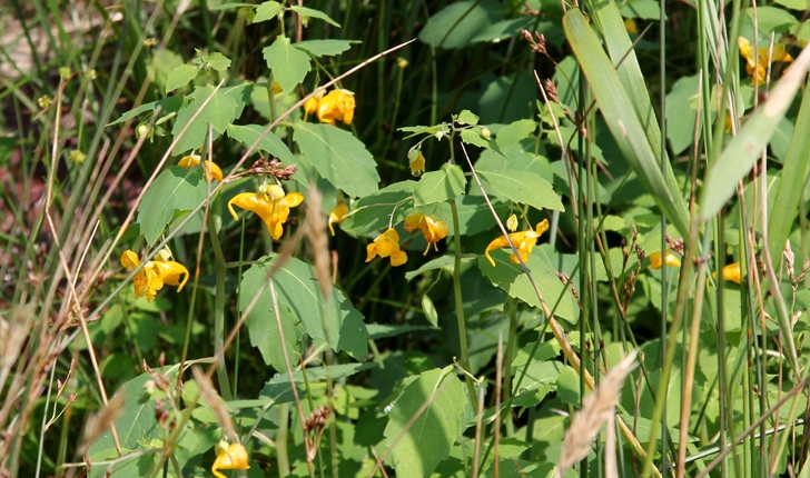 Impatiens capensis (Meerb., 1775)