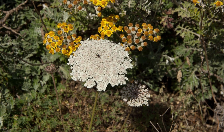 Daucus carota (Linné, 1753)