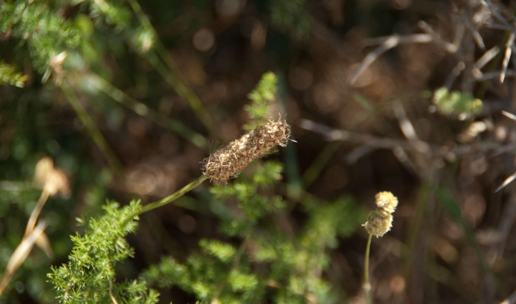 Plantago lanceolata (Linné, 1758)