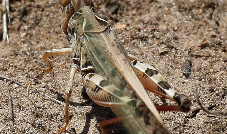 Dociostaurus maroccanus 
