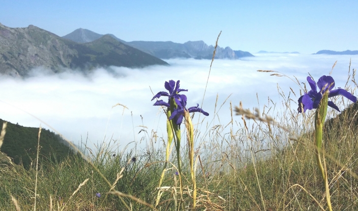 Iris germanica