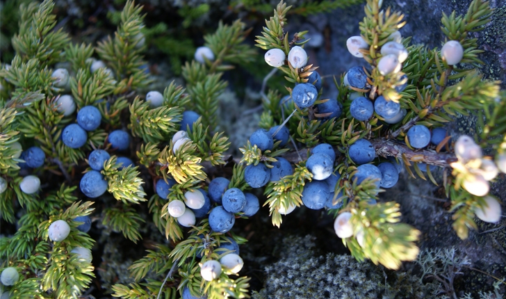 Juniperus communis (L., 1753)