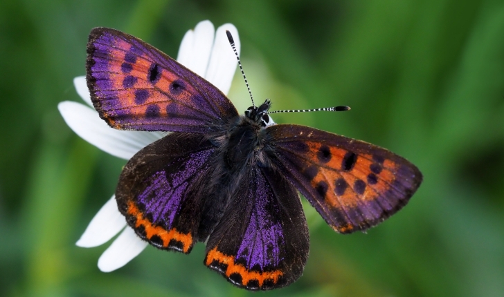 Lycaena helle (Denis & Schiffermüller, 1775)