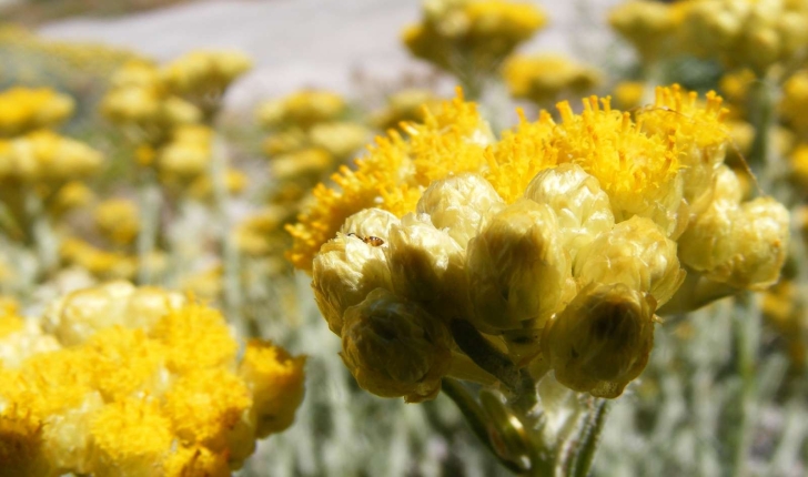 Helichrysum stoechas (Linné, 1758)