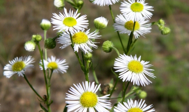 Erigeron annuus