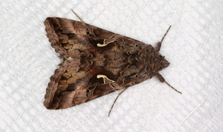 Autographa gamma (Linnaeus, 1758)