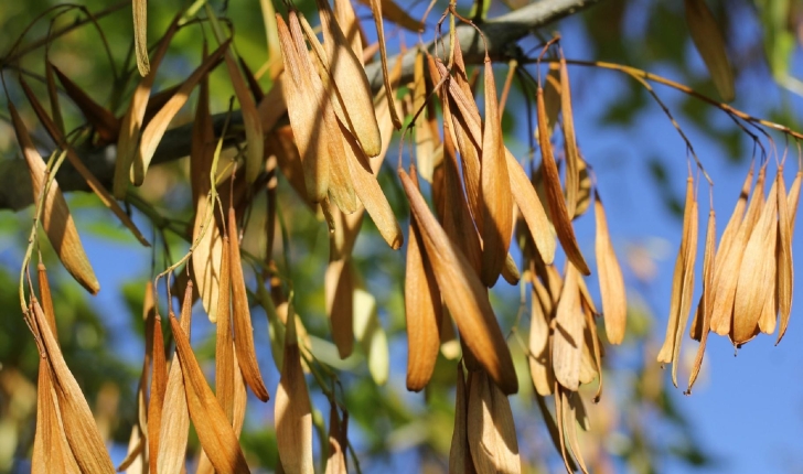Fraxinus excelsior