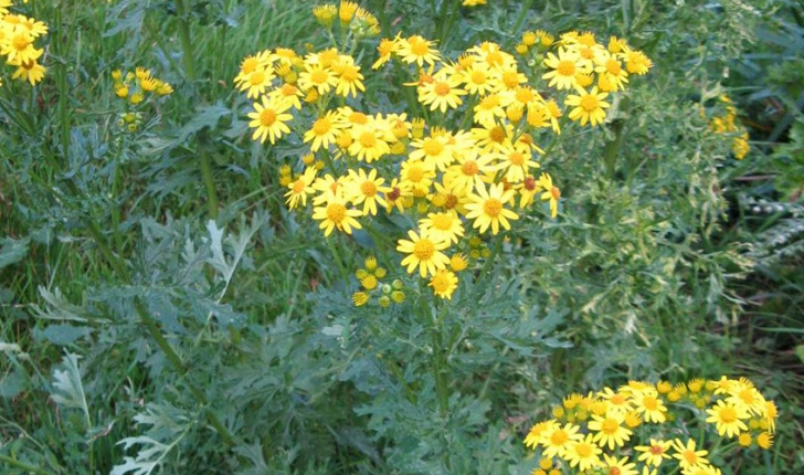 Senecio jacobaea (G.Gaertn, B.Mey. & Scherb., 1801)