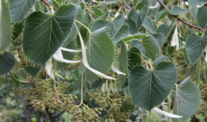 Tilia henryana 