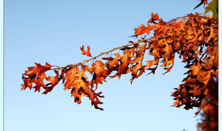 Quercus palustris