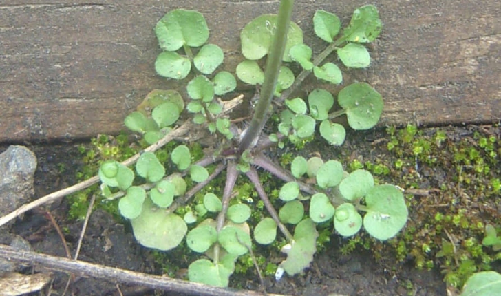 Cardamine hirsuta (L., 1753)