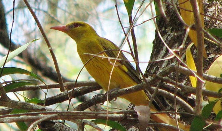 Oriolus oriolus (Linnaeus, 1758)