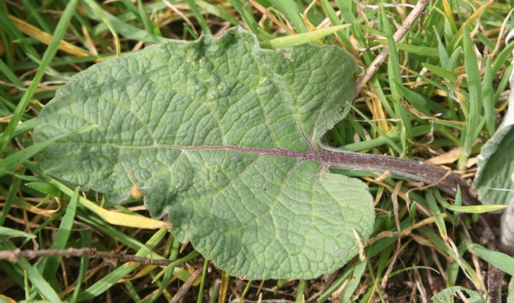 Arctium lappa (L., 1753)