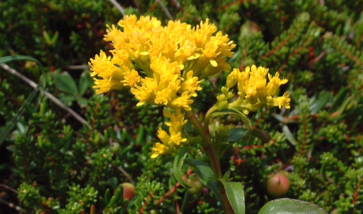 Solidago uliginosa (L., 1753)