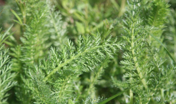 Achillea millefolium L.