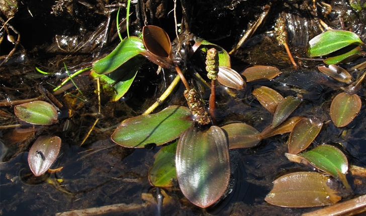 Potamogeton polygonifolius / oblongus (Pourr., 1788)