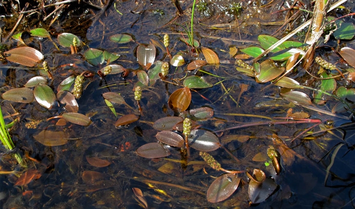 Potamogeton polygonifolius / oblongus (Pourr., 1788)