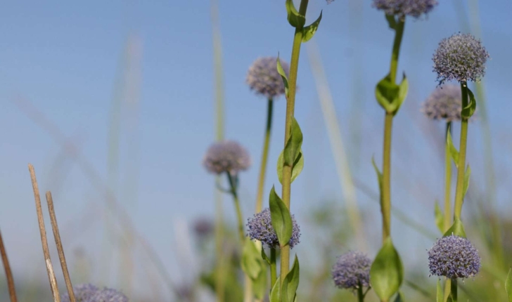 Jasione montana  (Linnaeus 1753)