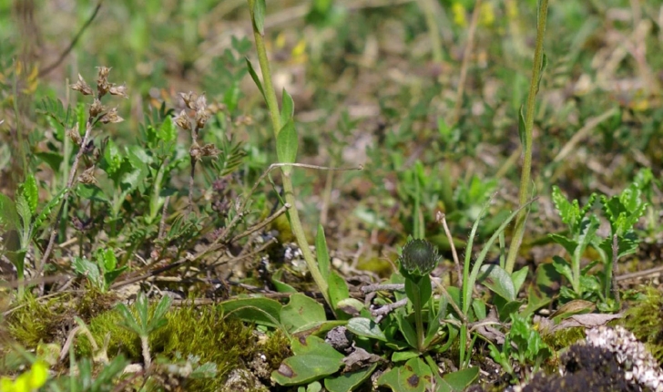 Jasione montana  (Linnaeus 1753)