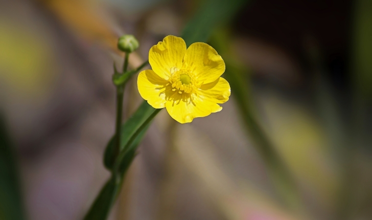 Ranunculus acris