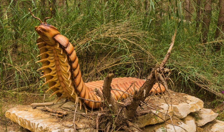 Arthropleura