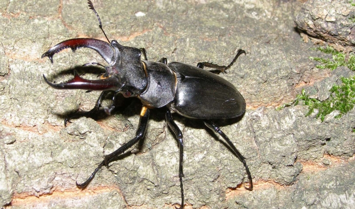 Lucanus cervus (Linné 1758)