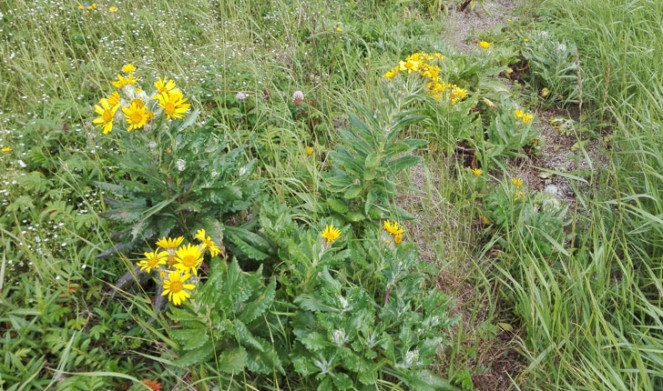 Senecio pseudo-arnica