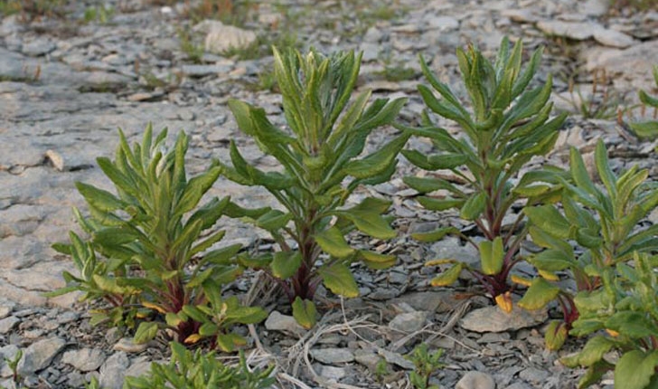 Senecio pseudo-arnica