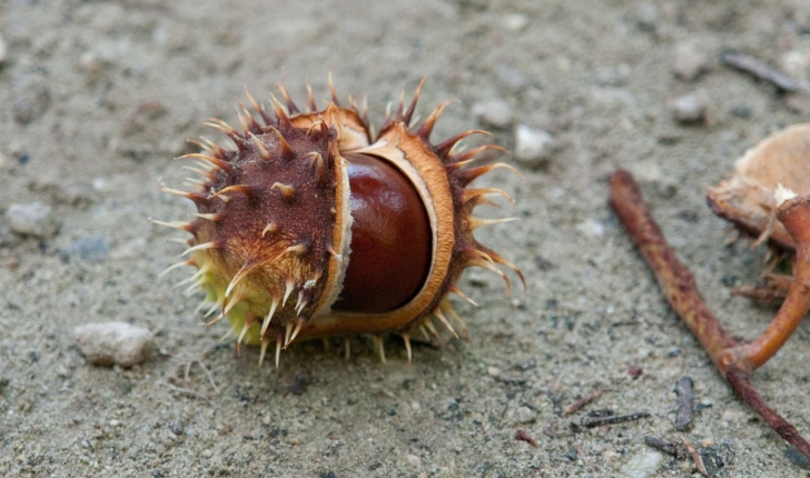 Aesculus hippocastanum (L., 1753)