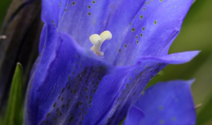 Gentiana pneumonanthe L.