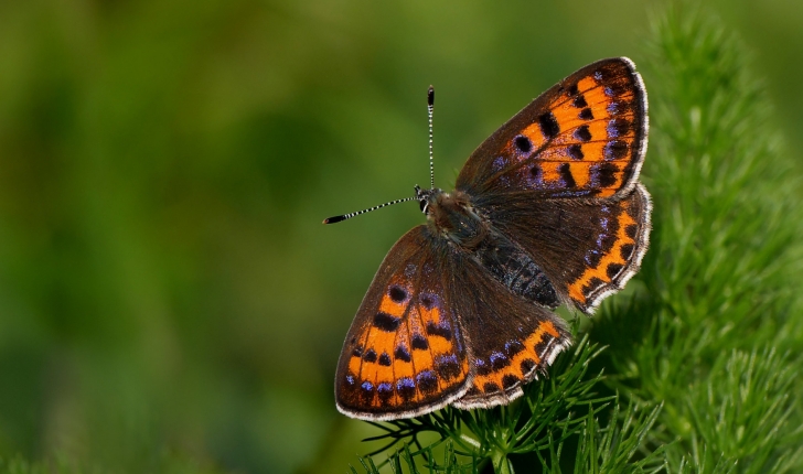 Lycaena helle (Denis & Schiffermüller, 1775)